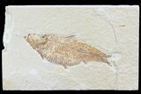 Bargain, Knightia Fossil Fish - Wyoming #74128-1